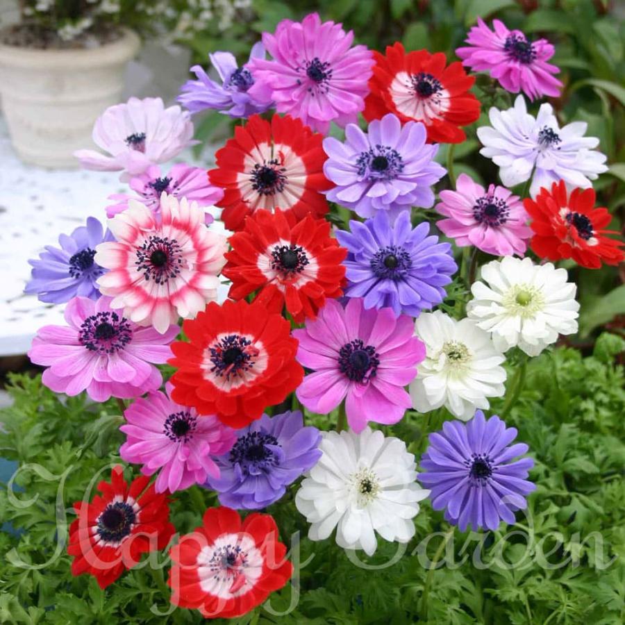 増量2倍 球根 アネモネ 八重咲mix 10球 球セット お届け中 メール便 小球根 Anemone 球根植物 宿根草 耐寒性多年草 冬季落葉種 22bu Bu Sry22anemyae Happygarden 通販 Yahoo ショッピング