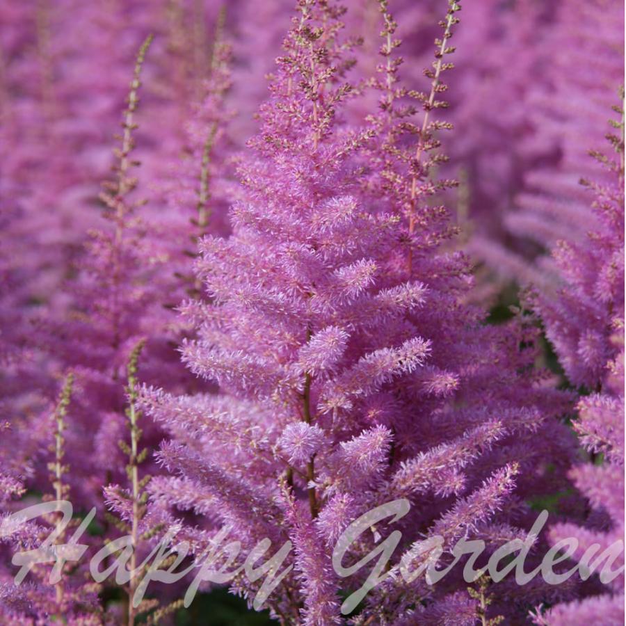 花苗 アスチルベ アメジスト 1鉢 3〜3.5号 お届け中 Astilbe