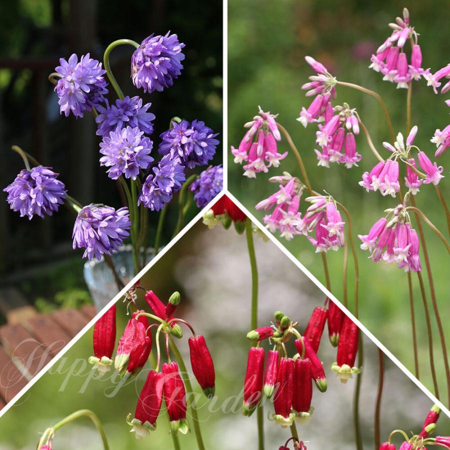 植えっぱなし 球根 花 ディケロステンマ 選べるセット 小球根 お届け中