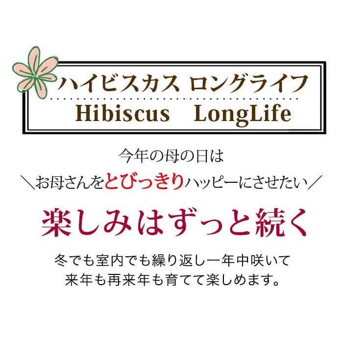 花 プレゼント 珍しい 鉢植えハイビスカス ロングライフ2色植え 選べる6種1鉢5号【最短発送 地域限定送料無料】母 義母 2024mom｜happy-garden｜08