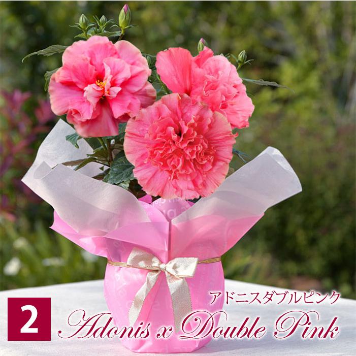 夏 ギフト 花 プレゼント お花 楽天1位 鉢花 珍しい