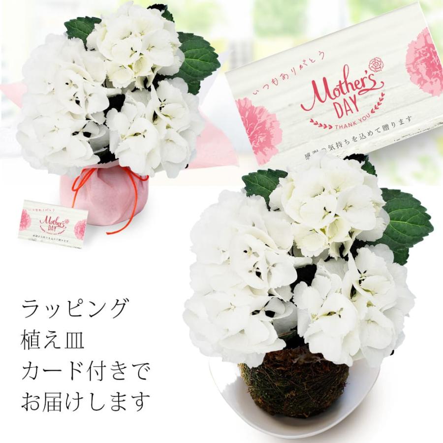 まだ間に合う 母の日 花 プレゼント珍しい  苔玉 あじさい 1株 受け皿付き 期間5月7日〜5月12日 地域限定送料無料 花 ギフト アジサイ 鉢植え 花 mom2024｜happy-garden｜19