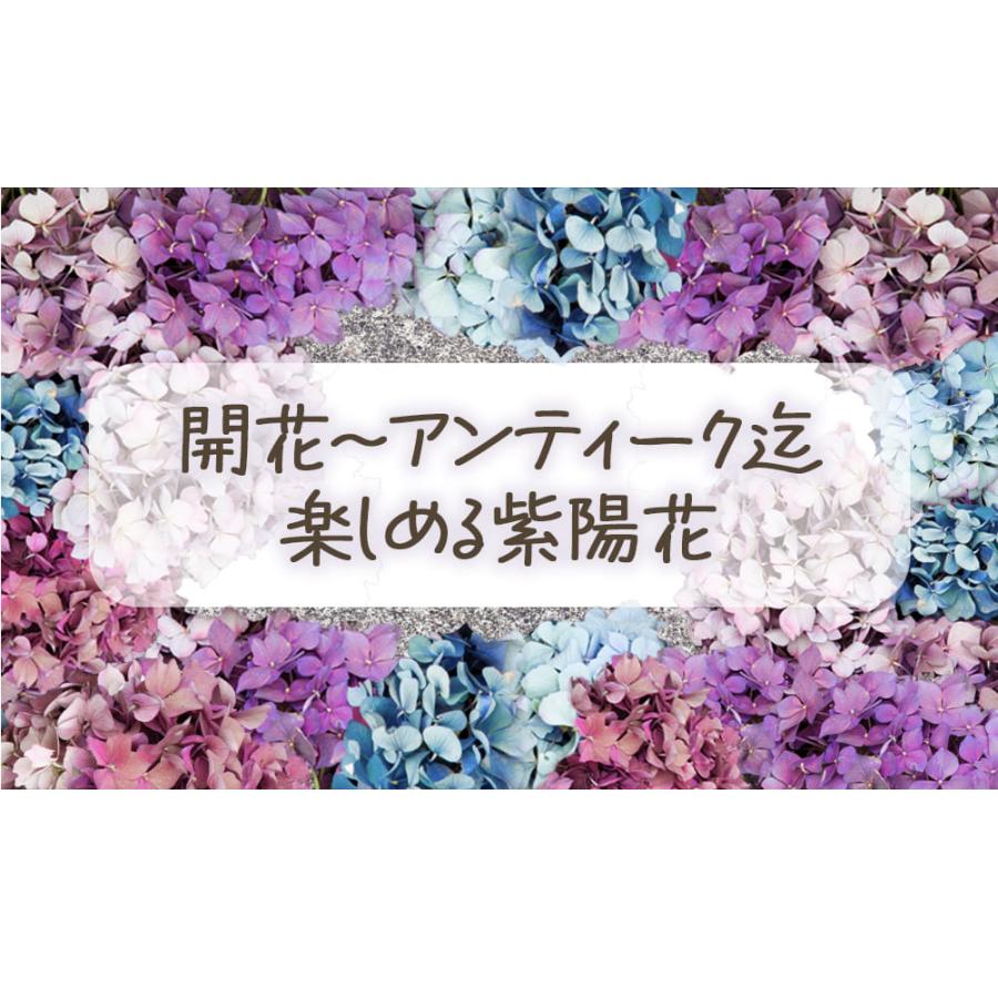 母の日 鉢花 花 ギフト あじさい 寿 5号 1鉢 期間5月6日〜5月11 母の日 鉢花 花 ギフト あじさい 寿 5号 1鉢 期間5月6日〜5月11