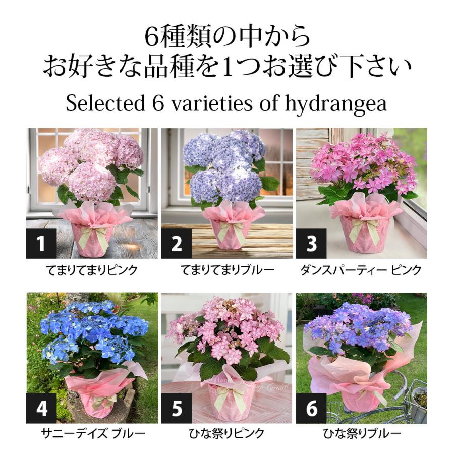母の日 遅れてごめんね お花 鉢花 プレゼント 花 紫陽花 5号鉢 西洋