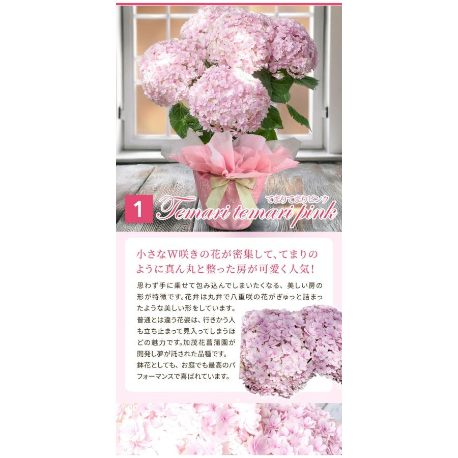お花 鉢花 プレゼント 花 アンティーク 紫陽花 5号鉢 西洋紫陽花
