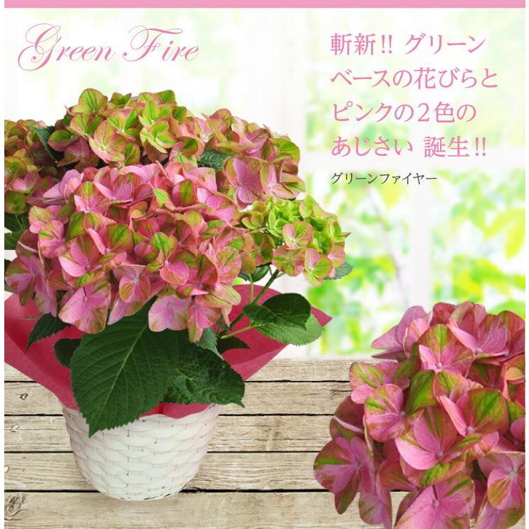 ハッピーガーデン/HappyGarden【Yahoo!ショッピング店】