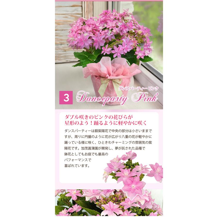 母の日 遅れてごめんね お花 鉢花 プレゼント 花 紫陽花 5号鉢 西洋