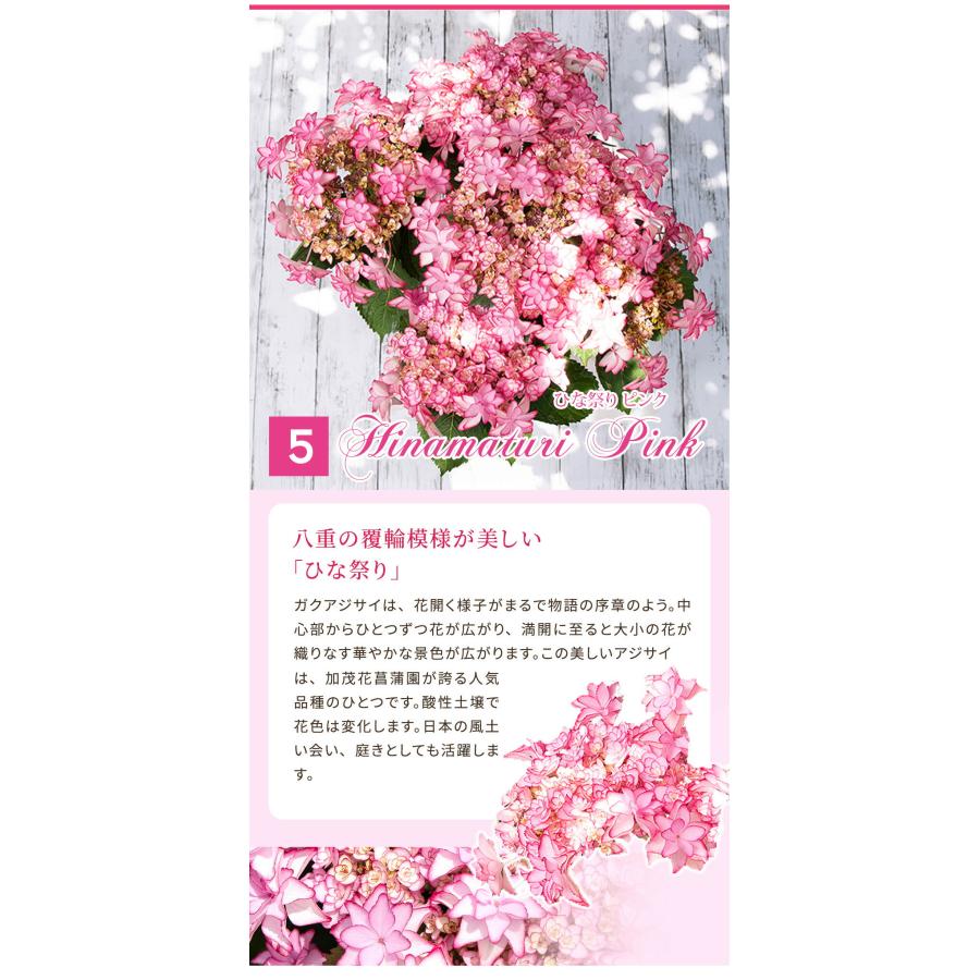 母の日 遅れてごめんね お花 鉢花 プレゼント 花 紫陽花 5号鉢 西洋