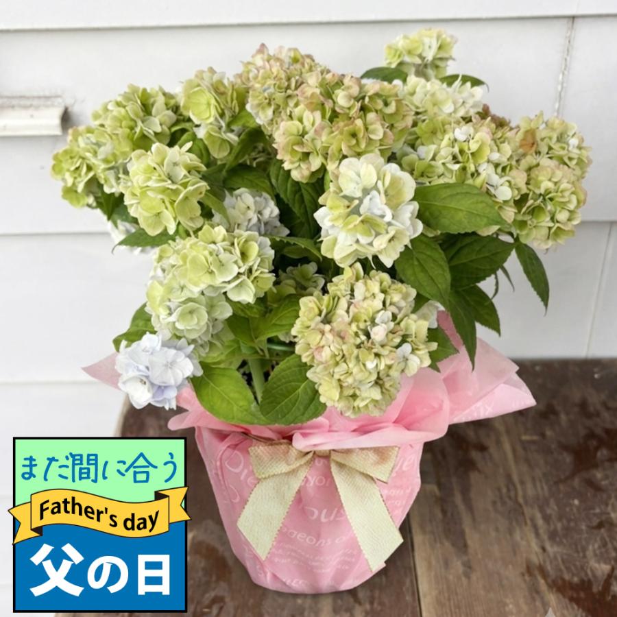 通販 アジサイ アンティーク鉢 秋色アジサイ 品種 クリムゾン 8号鉢