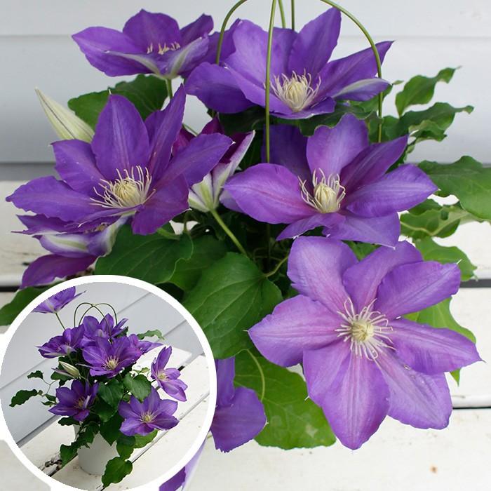 花苗 早咲きクレマチス 紫泉 大株3 5号ロングclematis Sisen お届け Ha Fp17clematis Sisen4s Happygarden 通販 Yahoo ショッピング