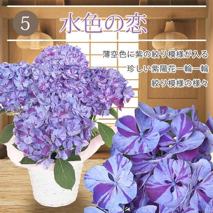 ギフト 特選aクラス 珍しい 絞り柄 あじさい 籠付きラッピンク 選べる5種 鉢花 1鉢 お届け中 地域限定送料無料 22md 花 鉢植え Ha Fpnhyd 5s Happygarden 通販 Yahoo ショッピング
