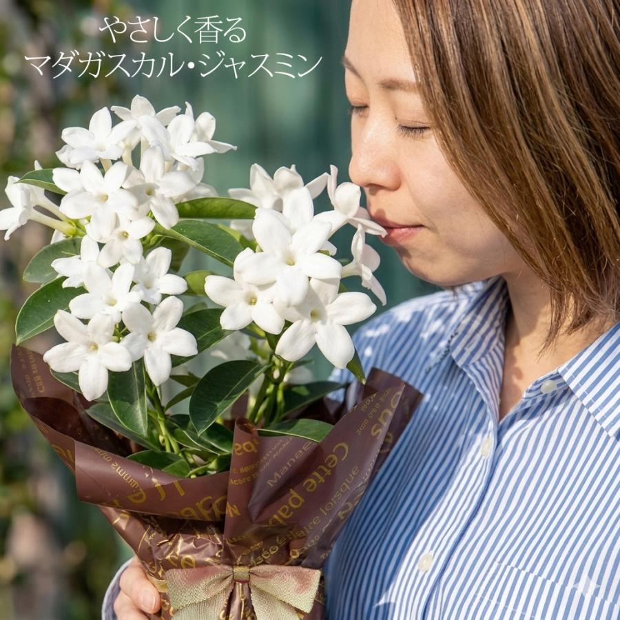 母の日 ギフト 花 鉢植え プレゼント マダガスカルジャスミン 4号 期間