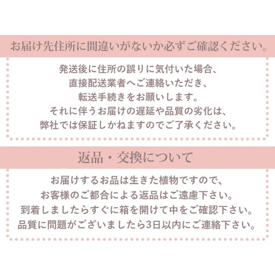 母の日 鉢植え ギフト マダガスカルジャスミン 4号 期間5月7日〜5月12日 地域限定送料無料 Madagascarjasmine 花 鉢植え mom2024｜happy-garden｜11