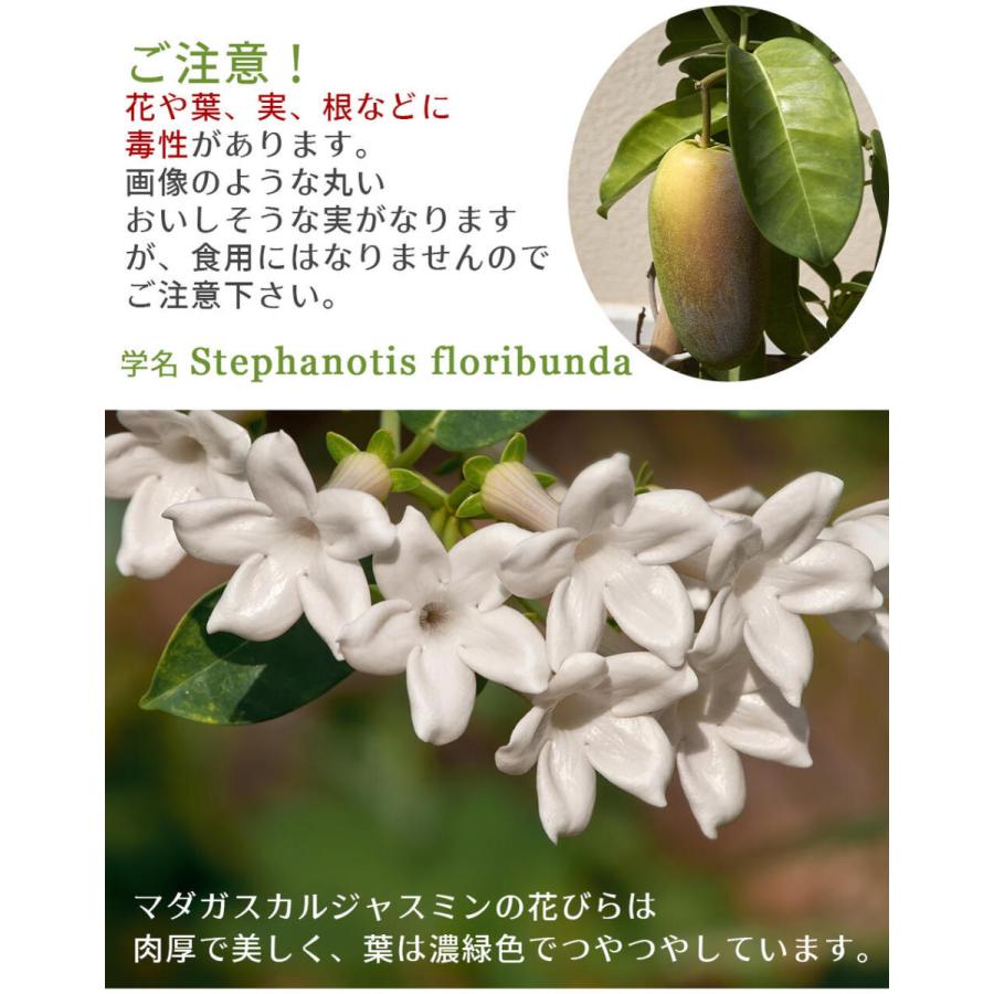 ギフト マダガスカルジャスミン 4号 お届け中 地域限定送料無料 Stephanotis Floribunda ｍadagascarjasmine 22md 花 鉢植え Ha Fpn21mada Jasm4s Happygarden 通販 Yahoo ショッピング