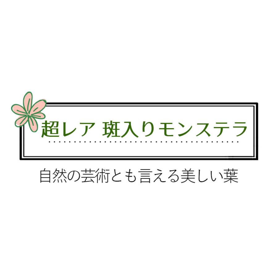 観葉植物 珍しい 斑入り モンステラ 1鉢 10号 お取り寄せ Monstera 大型 バリエガーター カラーリーフ 2022W｜happy-garden｜02