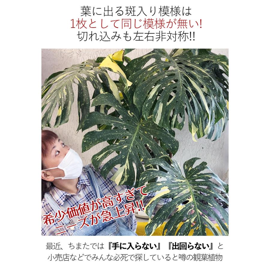 観葉植物 珍しい 斑入り モンステラ 1鉢 10号 お取り寄せ Monstera 大型 バリエガーター カラーリーフ 2022W｜happy-garden｜03