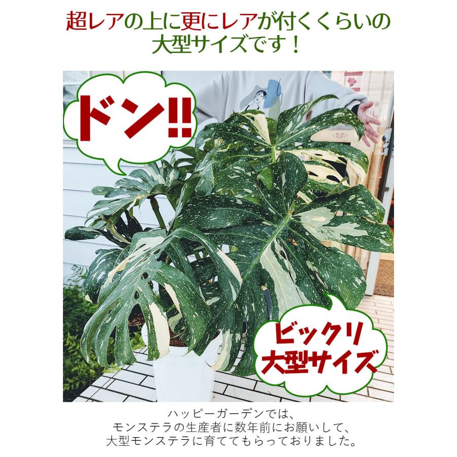 観葉植物 珍しい 斑入り モンステラ 1鉢 10号 お取り寄せ Monstera 大型 バリエガーター カラーリーフ 2022W｜happy-garden｜04