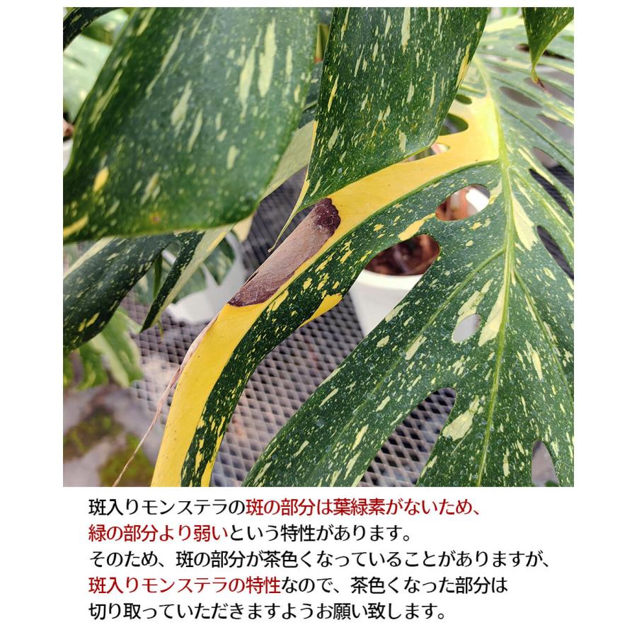 観葉植物 珍しい 斑入り モンステラ 1鉢 10号 お取り寄せ Monstera 大型 バリエガーター カラーリーフ 2022W｜happy-garden｜08