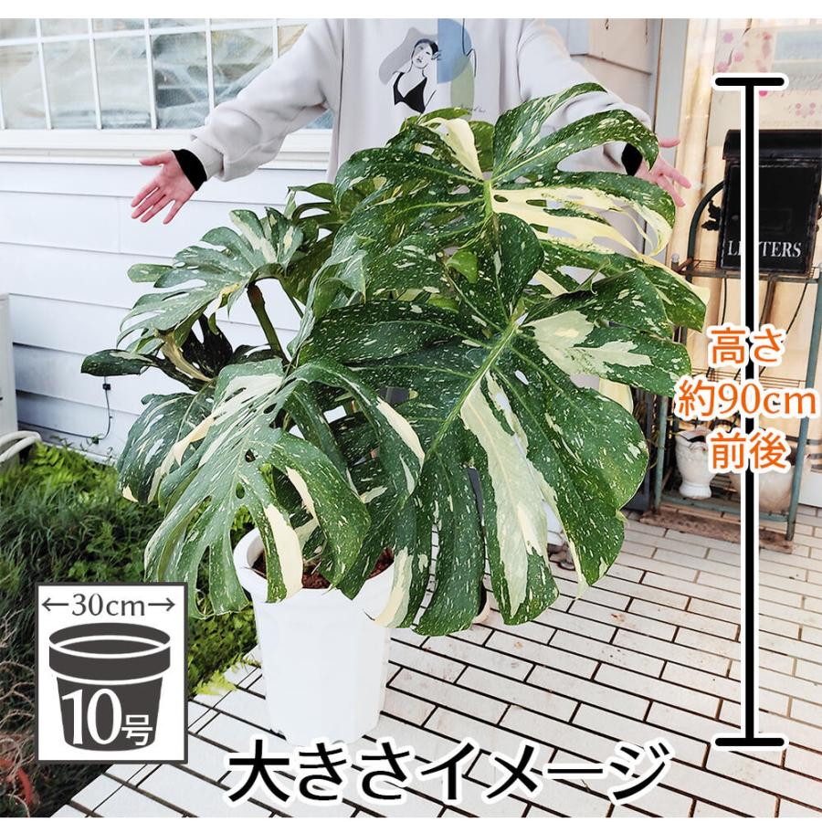 観葉植物 珍しい 斑入り モンステラ 1鉢 10号 お取り寄せ Monstera 大型 バリエガーター カラーリーフ 2022W｜happy-garden｜10