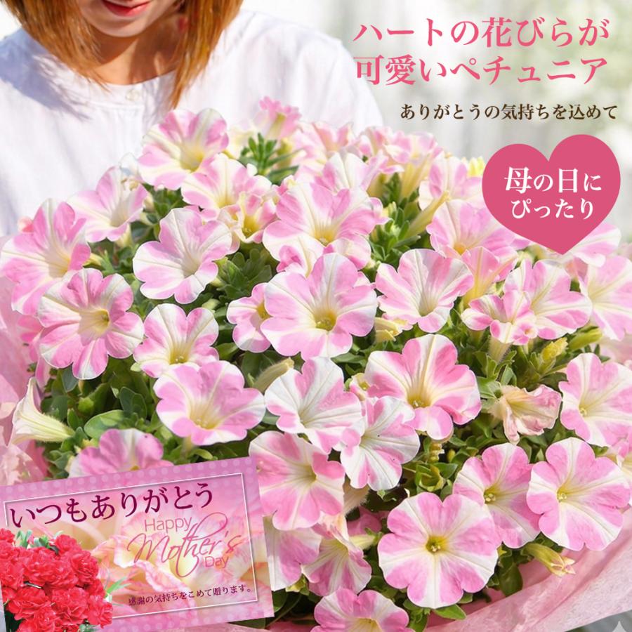 母の日 鉢花 ギフト 花 鉢植え サフィ二アアート ももいろハート 1鉢5号 期間5/5~5/10 地域限定送料無料 Surfinia Art mom2026（Yahoo!・HappyGarden）
