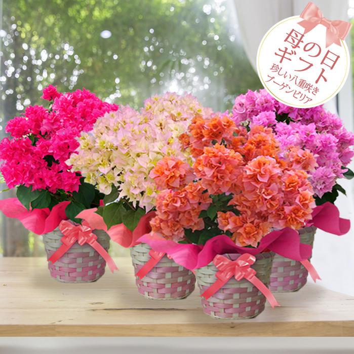 母の日 花 ギフト 珍しい 八重咲き ブーゲンビリア 選べる4種類