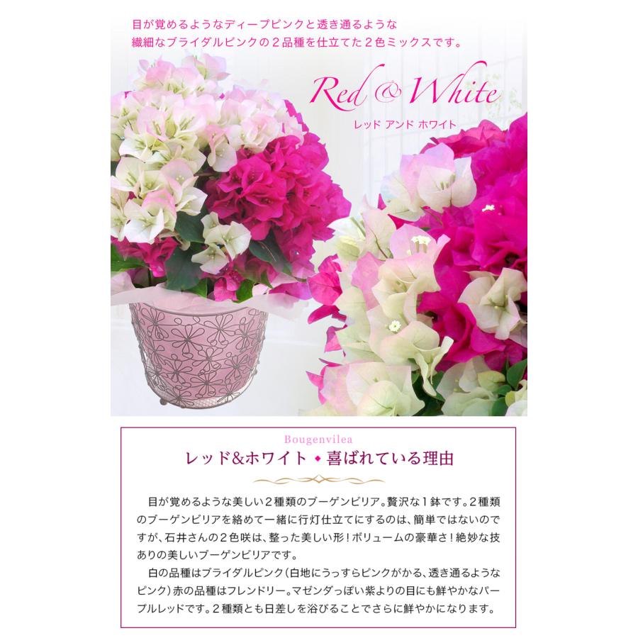 最短発送 母の日 遅れてごめんね 豪華 鉢植え特選Aクラス 大きなサイズ