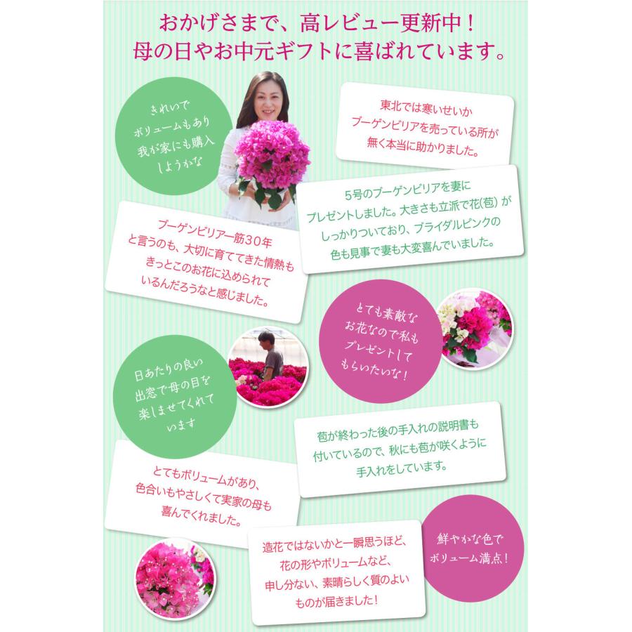 最短発送 母の日 遅れてごめんね 豪華 鉢植え特選Aクラス 大きなサイズ