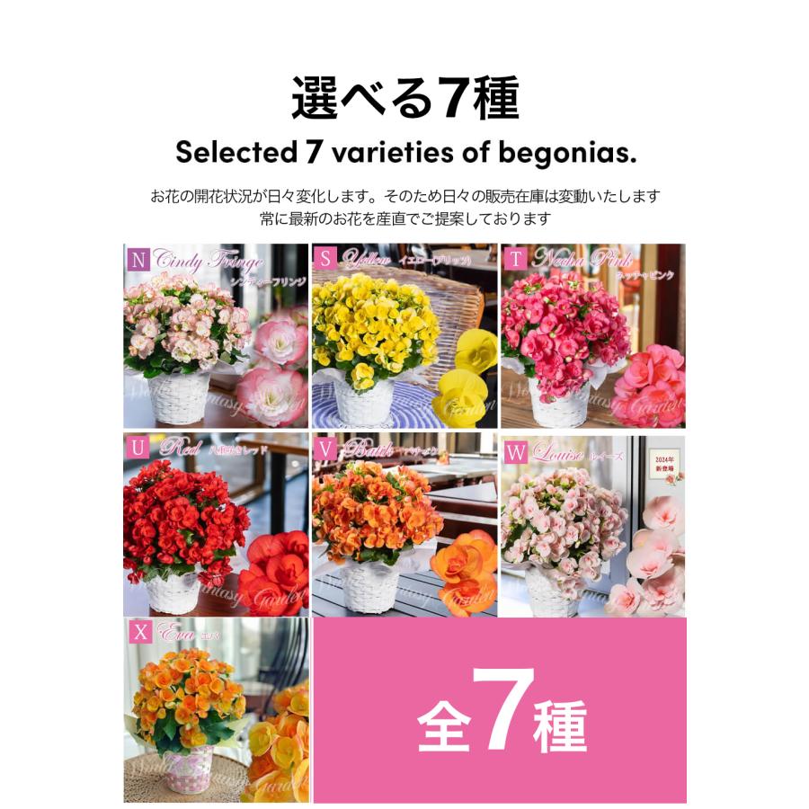 遅れてごめんね 母の日 ギフト 花 鉢植え 変わり咲き 八重咲き