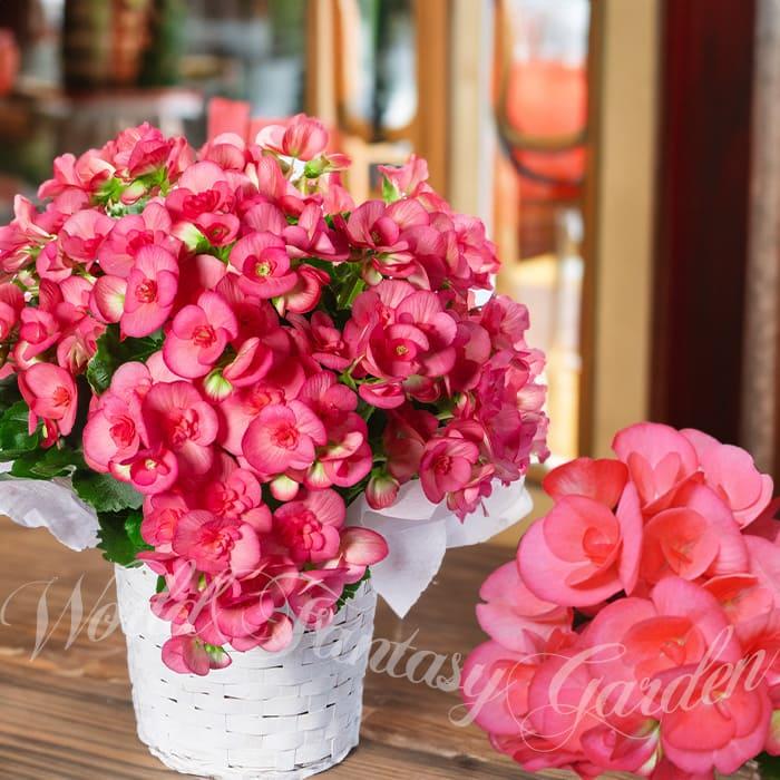 鉢花 ギフト 八重咲き リーガースベゴニア ネッチャピンク 5号 お届け中 地域限定送料無料 鉢植え 花 誕生日 おしゃれ 22kr Ha Ksn12begonetya Happygarden 通販 Yahoo ショッピング
