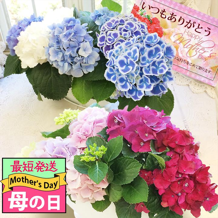 最短発送 母の日 遅れてごめんね 舟盛り 紫陽花 寄せ植え お届け中送料