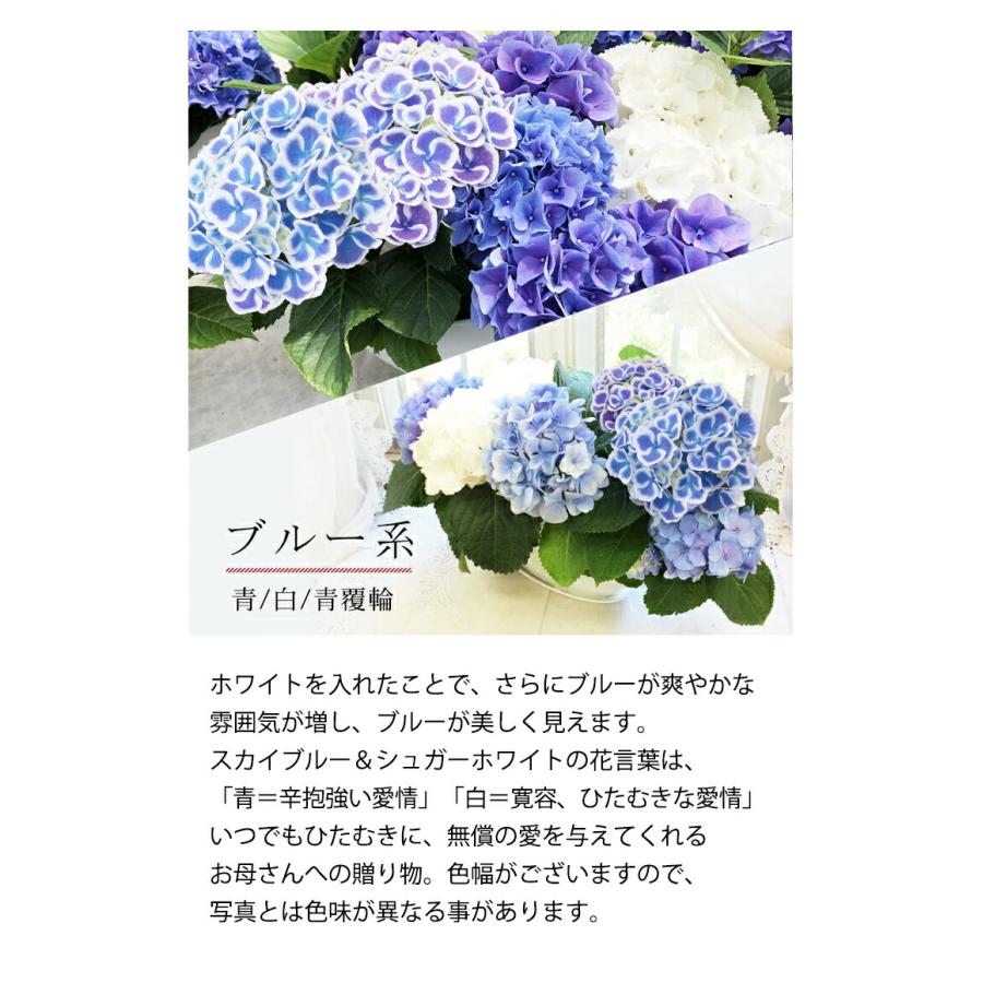 最短発送 母の日 遅れてごめんね 紫陽花 寄せ植え 3色 鉢花 あじさい