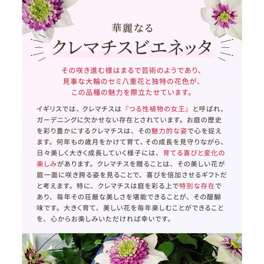 遅れてごめんね母の日 プレゼント 花 鉢植え ギフト八重咲きクレマチス ビエネッタ 1鉢5号【最短発送 地域限定送料無料 同梱不可】2024mom｜happy-garden｜04