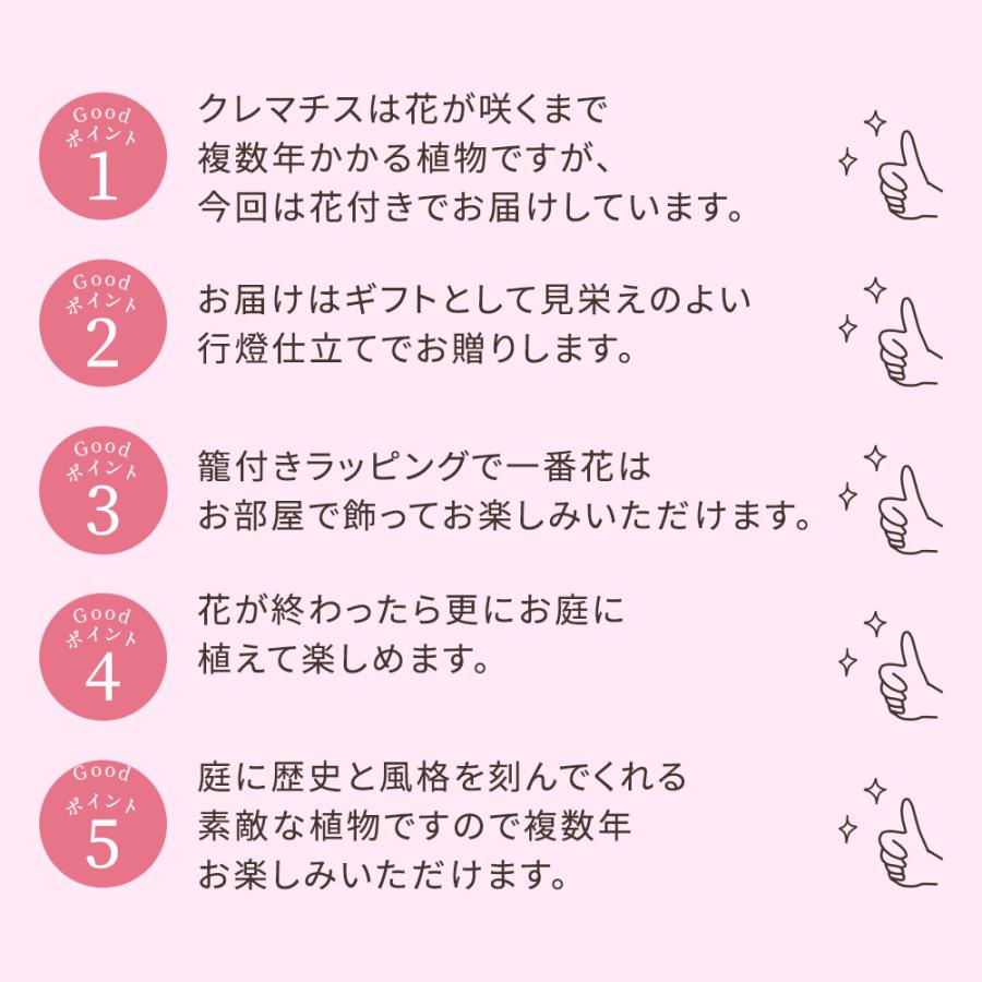 遅れてごめんね母の日 プレゼント 花 鉢植え ギフト八重咲きクレマチス ビエネッタ 1鉢5号【最短発送 地域限定送料無料 同梱不可】2024mom｜happy-garden｜10