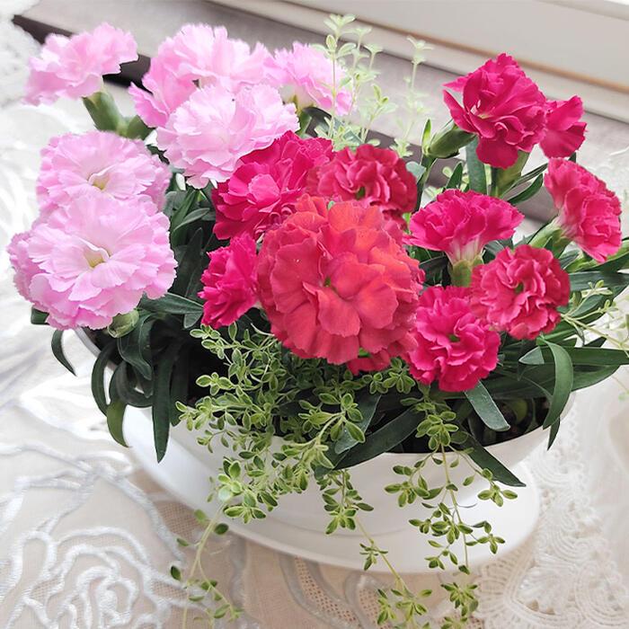 年間定番 まだ間に合う 母の日 ギフト カーネーション 2色寄せ植え 1鉢 翌日発送 地域限定送料無料 花 鉢植え 22md Wantannas Go Id