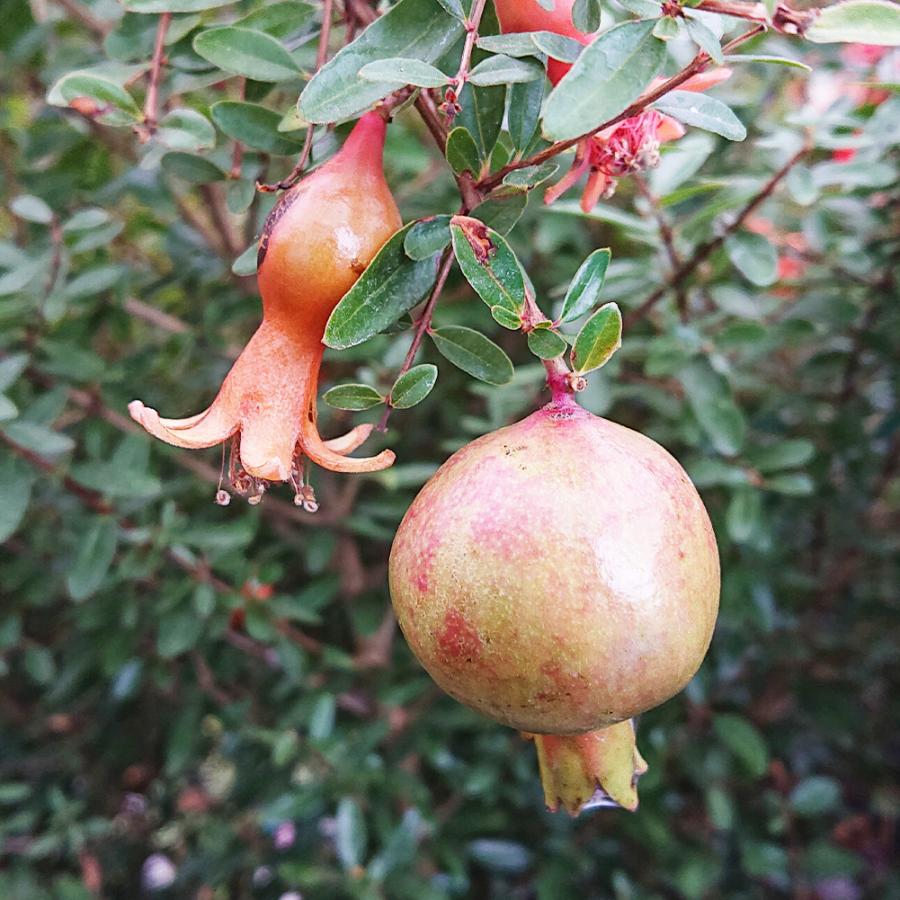 ギフト 一才ザクロ 1鉢 6号 鉢植え 硬質ポット Pomegranate 姫ザクロ 花木 朱赤花 鉢花 鉢植え フラワーアレンジメント フラワーギフト Ha Tpzakuro6s Happygarden 通販 Yahoo ショッピング