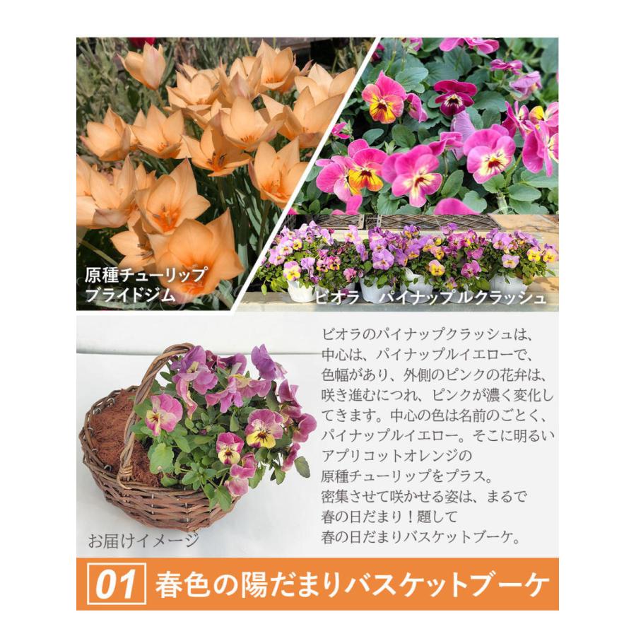 鉢花 原種 チューリップの花かご 寄せ植えパンジー 籠植え お届け中 あすつく 地域限定送料無料 Tulip Pansy Viola フラワーバスケット ギフト 22s Ha Wfn22hanakagos Happygarden 通販 Yahoo ショッピング