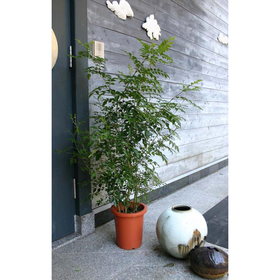 日陰にも強いインテリア観葉植物 シマトネリコ 8号鉢 お届け中 お