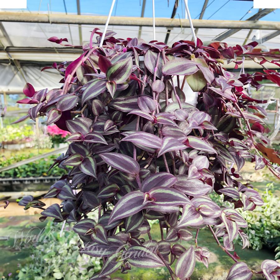 トラディスカンチア　挿し木用・カット枝　1本　観葉植物 挿し芽で増やして、仕立て直したトラディスカンチア・ゼブリナ（カラー