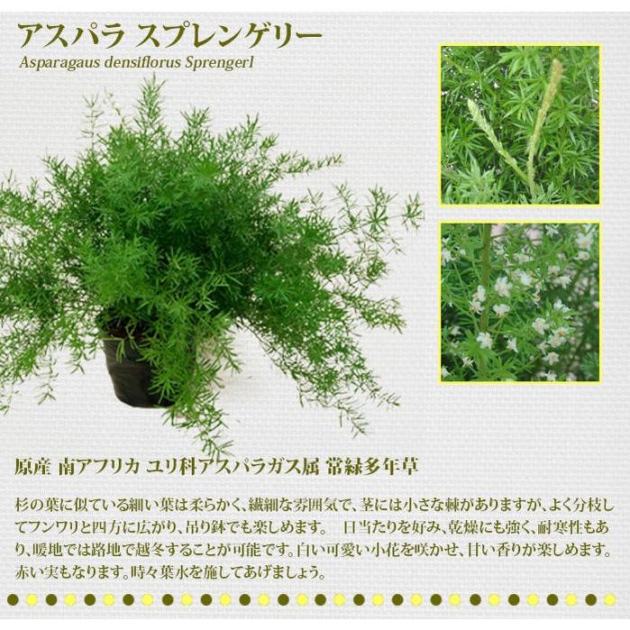 アスパラガス 3種よりセレクト 5号 お取り寄せ商品 Asparagus Densiflorus Myers 観葉植物 鉢 多年草 花壇 寄せ植え メイリー ミリオクラダス スプ Ka Chn10asparagusmyers5size Happygarden 通販 Yahoo ショッピング