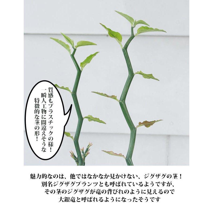 ギフト 観葉植物 大銀竜 ペティランサス 6号 鉢植え お届け中 ギフト 観葉植物 大銀竜 ペティランサス 6号 鉢植え お届け中