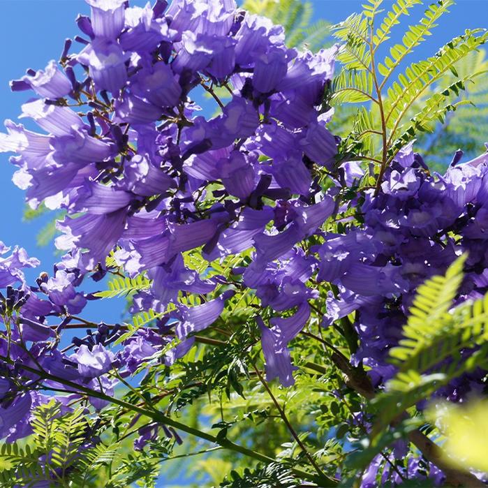 花木 ジャカランダ ブルーブロッサムビューイング 5号 1鉢 お届け中jacaranda Blue Blossom Viewing 花木 庭木 暖地向き 半耐寒性落葉低木 ノウゼンカズラ Ki Fpy19jacarandablue Happygarden 通販 Yahoo ショッピング