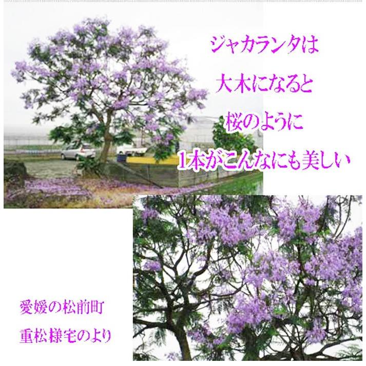 10円 在庫僅少 ジャカランタ ブルーブロッサムビューイング ポット苗