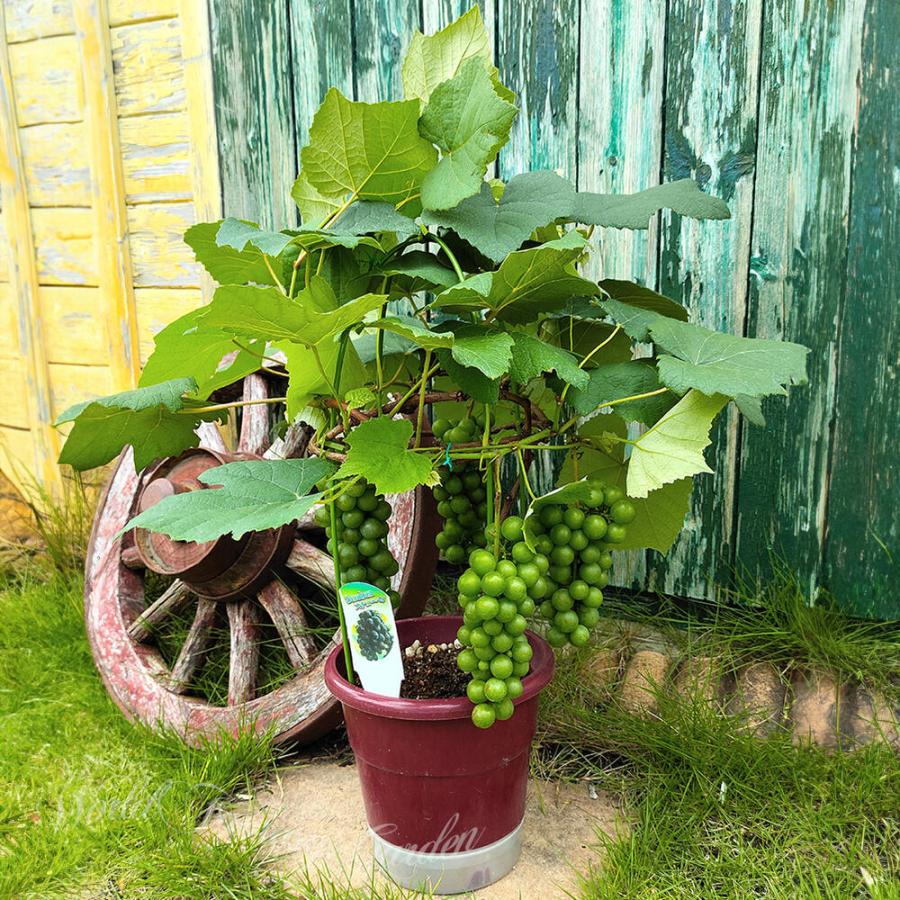 遅れてごめんね 父の日ギフト 果樹 ギフト ぶどうの木 デラウェア タノレッド 5号