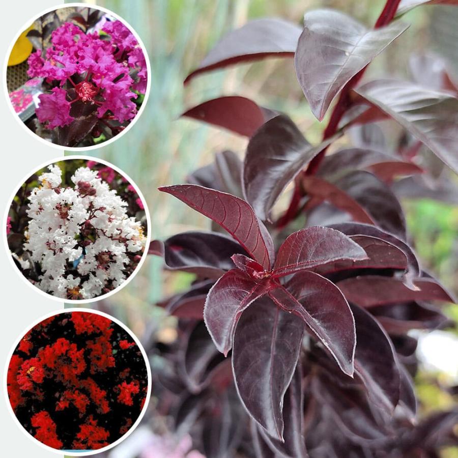 苗木 花木 珍しい 黒葉サルスベリ ブラックパール 選べる4種 1鉢 6号