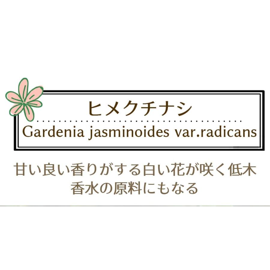 花木 ヒメクチナシ 1鉢 5号 お届け中 Gardenia jasminoides var.radicans 姫クチナシ 姫梔 くちなし コクチナシ｜happy-garden｜02