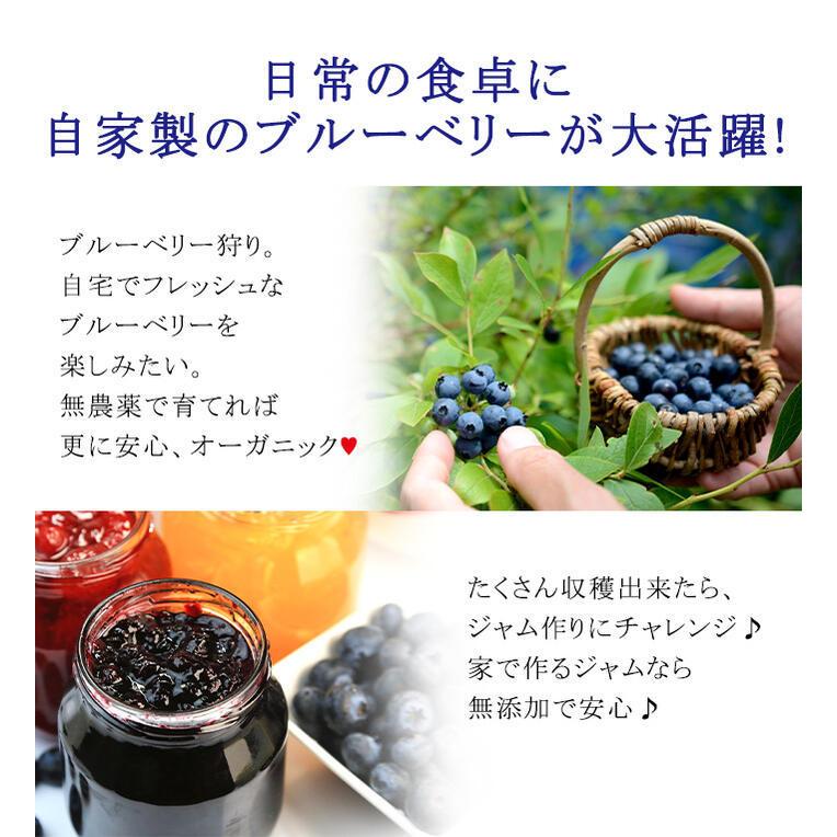 プレゼント 果樹 ブルーベリー 成木系 7号 鉢植え お届け中 地域限定送料無料 苗木｜happy-garden｜04