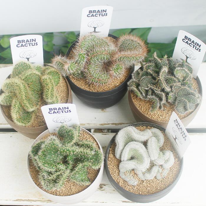 観葉植物 脳みそ サボテン ブレインカクタス 選べる種類 3号 硬質鉢