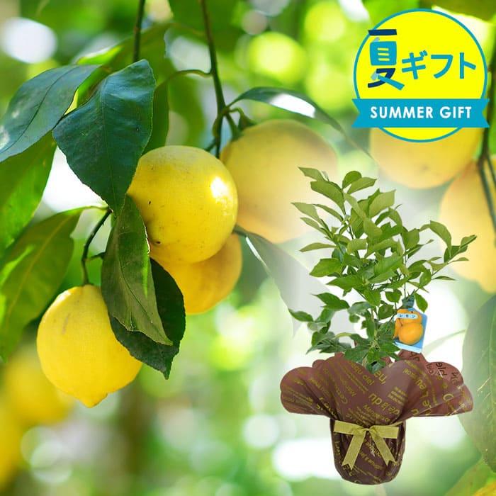 果樹 父の日ギフト レモンの木 レモン リスボン 苗木 父の日期間6月16 日お届け 予約販売 5号 21fd 地域限定送料無料 1鉢