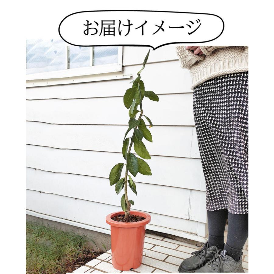 赤い鉢の果樹 秋 ギフト 果樹鉢 プレゼント 珍しい 果樹 レッドレモン 7号 お届け中