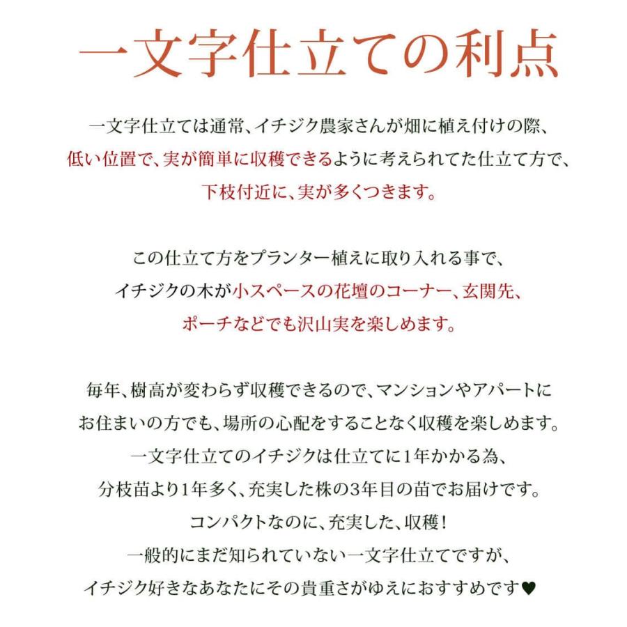 夏 ギフト 果樹 プレゼント 日本に唯一 一文字仕立て イチジク コンテナ植え 鉢植え お届け中 いちじく ハッピーガーデン fd2025 | ブランド登録なし | 05